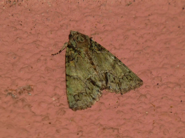 Polyphaenis sericata - selyemfényű erdeibagoly