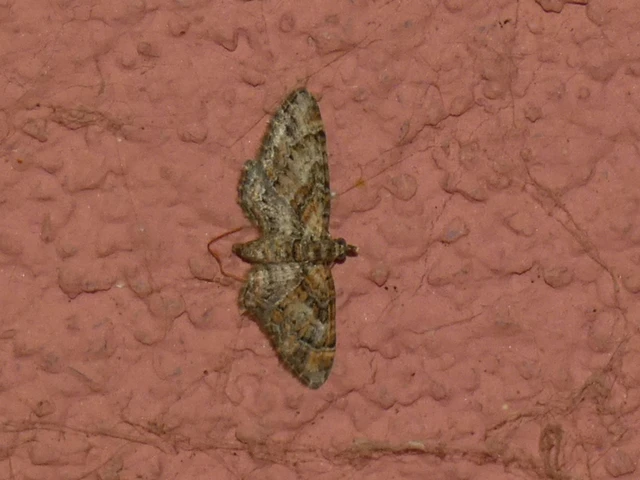 Gymnoscelis rufifasciata - vöröscsíkos törpearaszoló