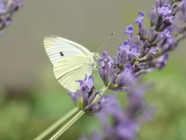 Pieris rapae - répalepke