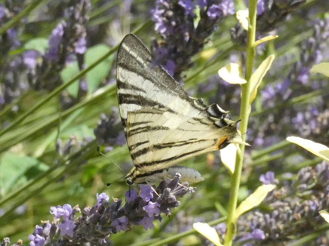 Iphiclides podalirius - kardoslepke