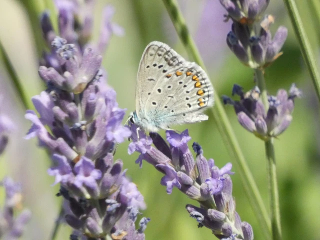 Polyommatus icarus - közönséges boglárka