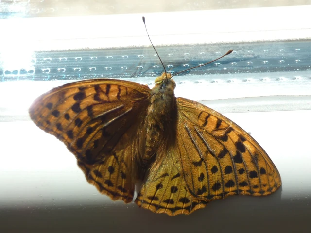 Argynnis pandora - zöldes gyöngyházlepke