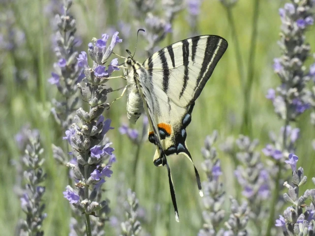 Iphiclides podalirius - kardoslepke