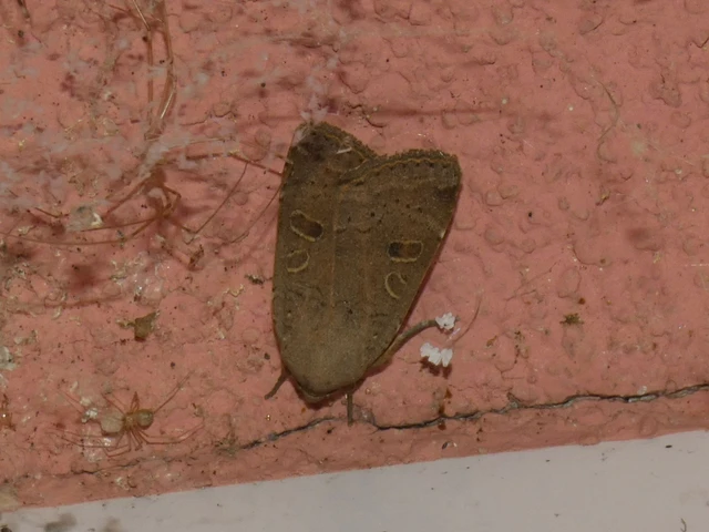 Noctua comes - kis sárgafűbagoly