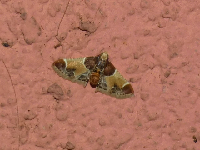 Microlepidoptera - Molylepkék
