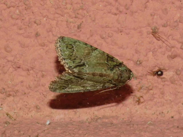Polyphaenis sericata - selyemfényű erdeibagoly