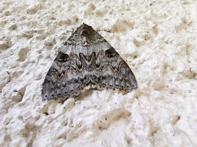 Catocala nupta - piros övesbagoly