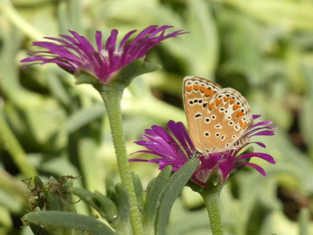 Aricia agestis - szerecsenboglárka