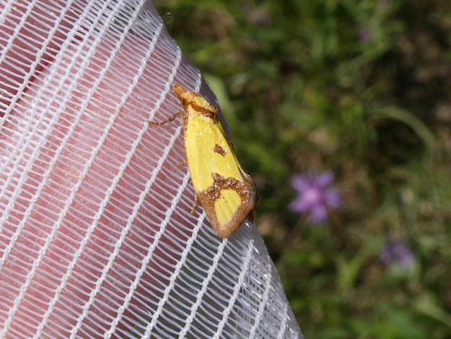 Agapeta zoegana - barnacsíkos sárgamoly