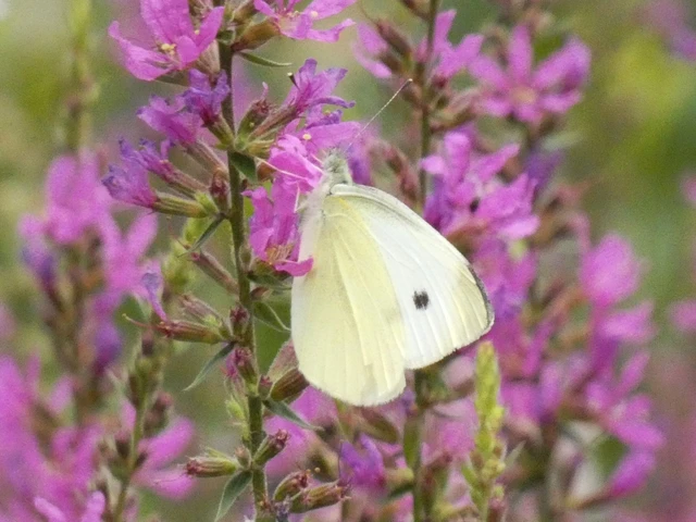 Pieris rapae - répalepke