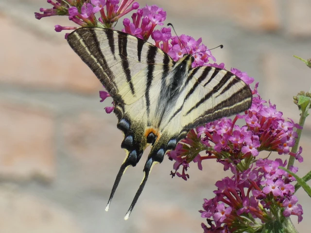 Iphiclides podalirius - kardoslepke
