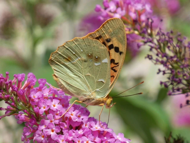 Argynnis pandora - zöldes gyöngyházlepke