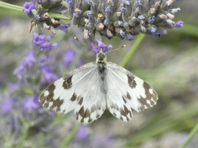 Pontia edusa - rezedalepke