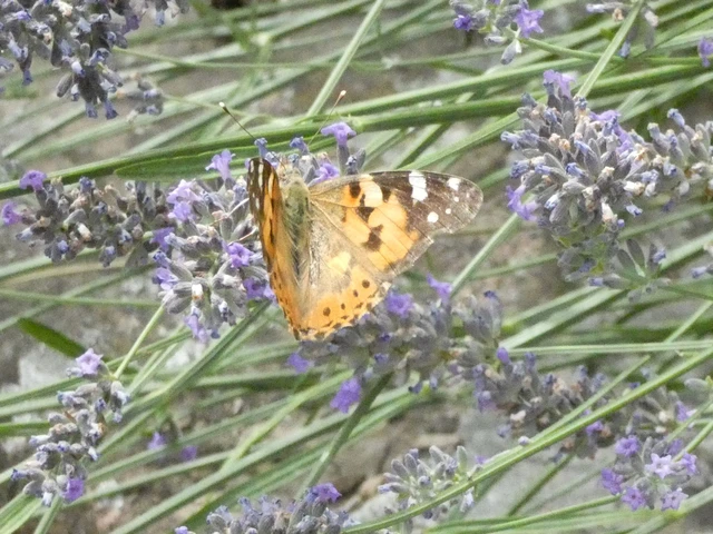 Vanessa cardui - bogáncslepke