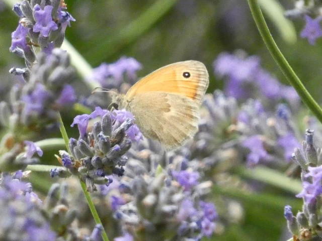 Coenonympha pamphilus - kis szénalepke