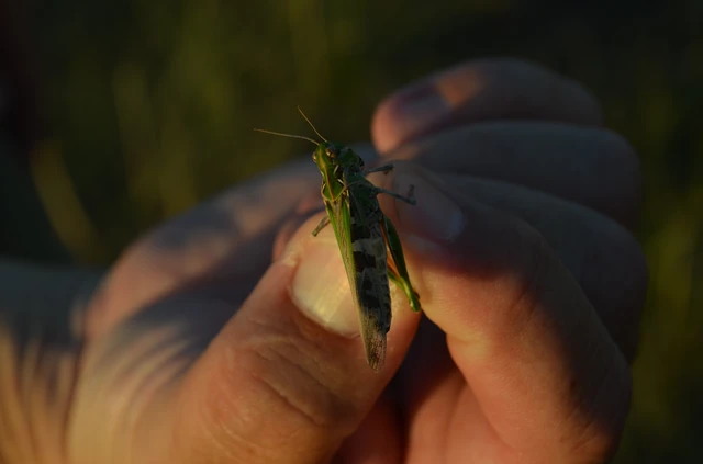 Orthoptera - Egyenesszárnyúak