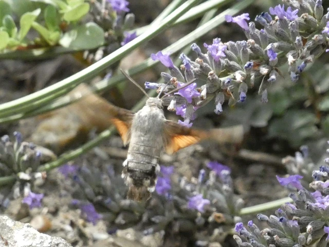 Macroglossum stellatarum - kacsafarkú szender