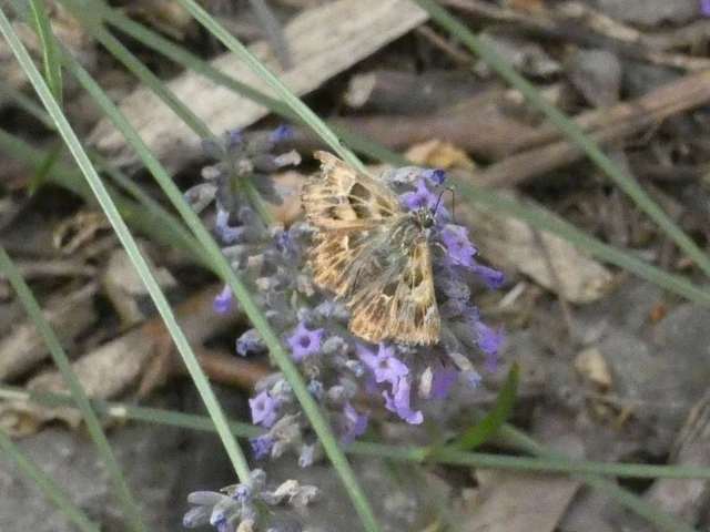 Carcharodus alceae - mályva-busalepke