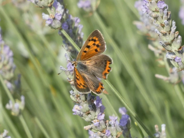 Lycaena phlaeas - közönséges tűzlepke