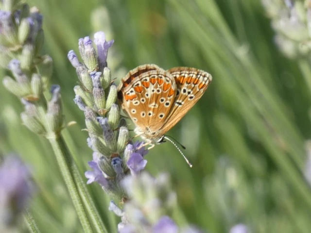 Aricia agestis - szerecsenboglárka