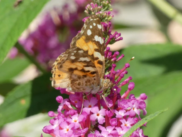 Vanessa cardui - bogáncslepke