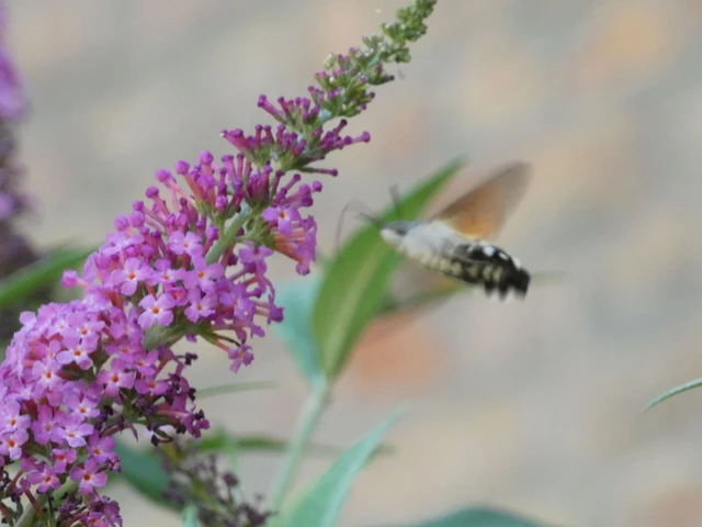 Macroglossum stellatarum - kacsafarkú szender