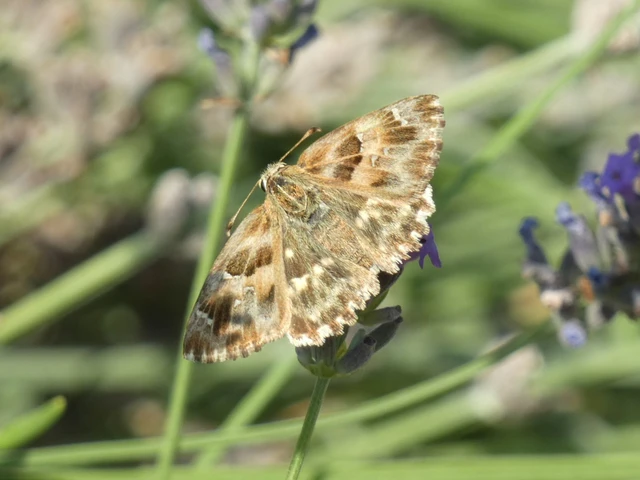 Carcharodus floccifera - pemetefű-busalepke
