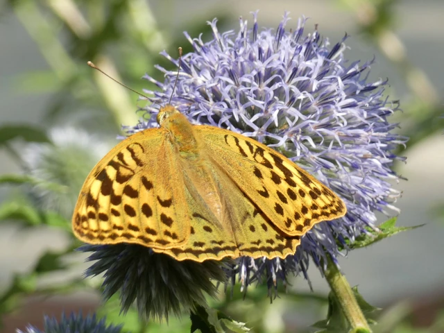 Argynnis pandora - zöldes gyöngyházlepke