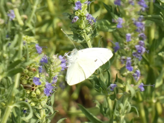 Pieris rapae - répalepke