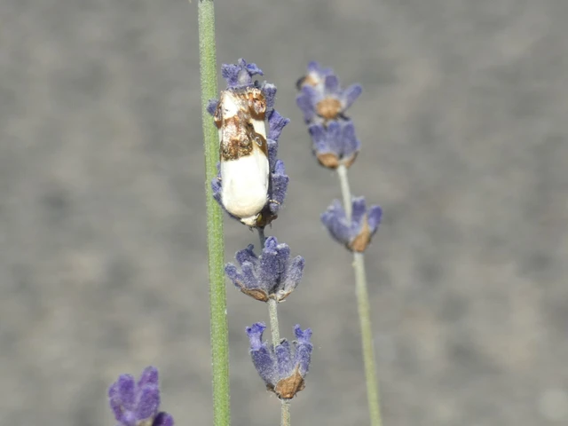 Acontia lucida - fehér nappalibagoly