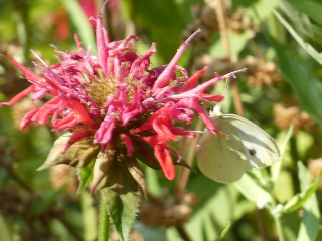 Pieris rapae - répalepke