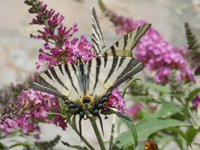 Iphiclides podalirius - kardoslepke