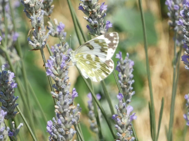 Pontia edusa - rezedalepke