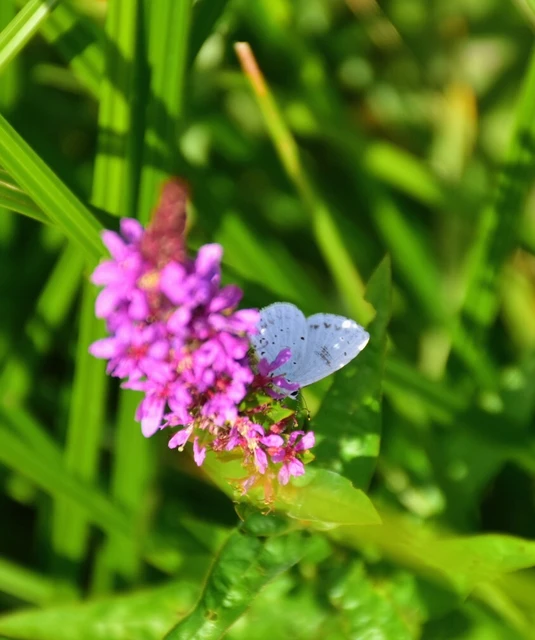 Celastrina argiolus - bengeboglárka