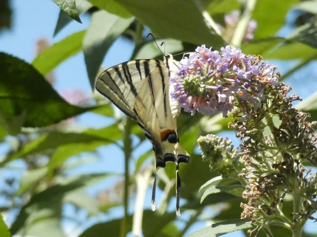 Iphiclides podalirius - kardoslepke