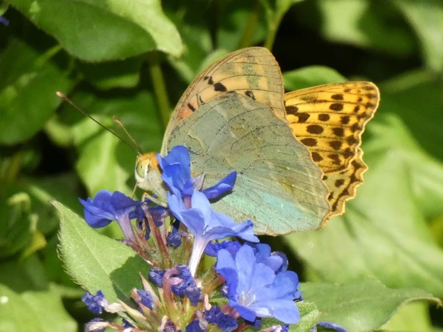 Argynnis pandora - zöldes gyöngyházlepke