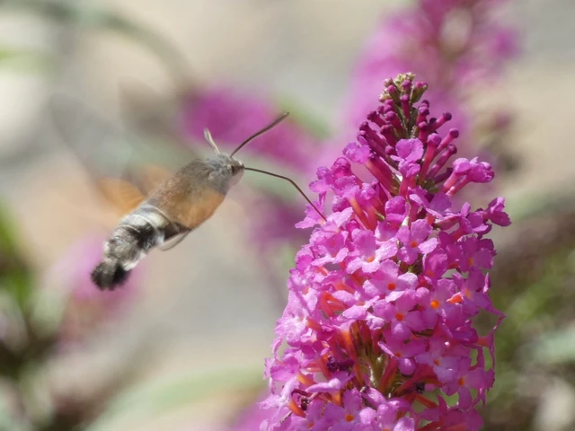 Macroglossum stellatarum - kacsafarkú szender