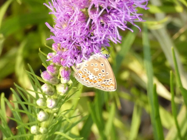 Polyommatus icarus - közönséges boglárka