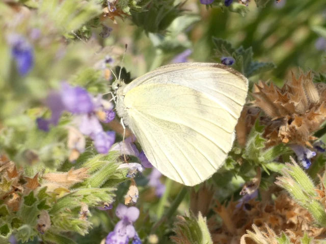 Pieris rapae - répalepke