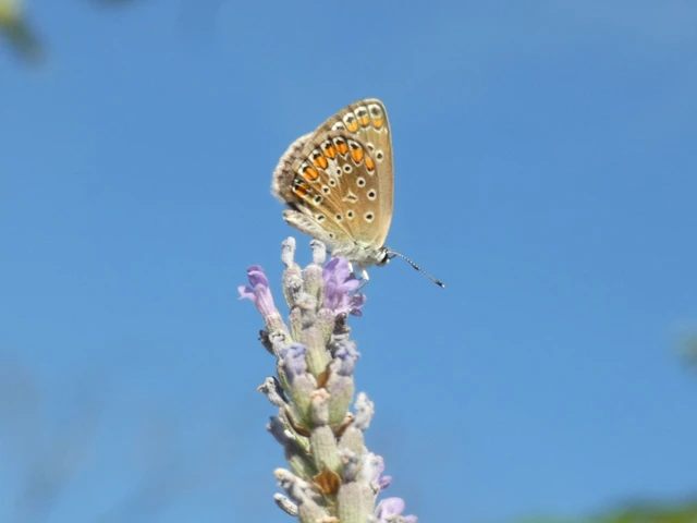Polyommatus icarus - közönséges boglárka