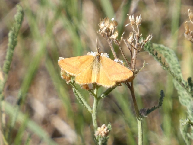 Lythria purpuraria - bíborsávos araszoló