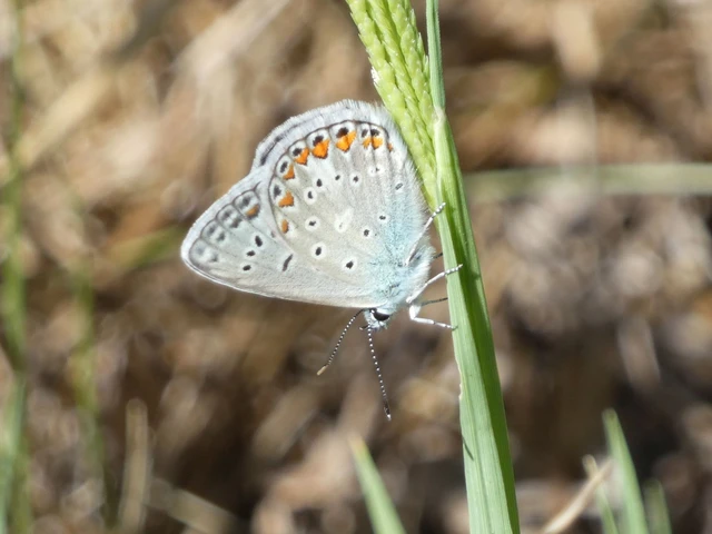 Polyommatus icarus - közönséges boglárka