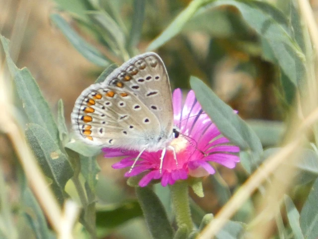 Polyommatus icarus - közönséges boglárka
