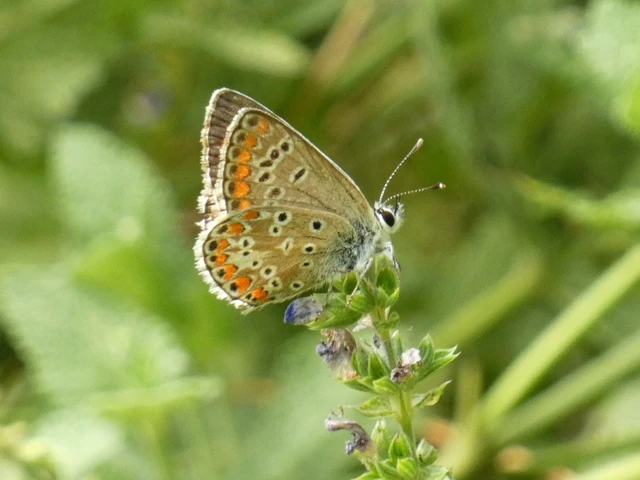 Aricia agestis - szerecsenboglárka