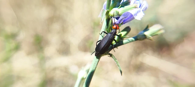 Epicauta rufidorsum - hollóbogár