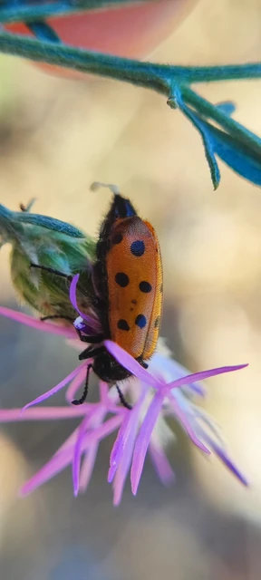 Mylabris crocata - pettyes hólyaghúzó Mylabris crocata - pettyes hólyaghúzó