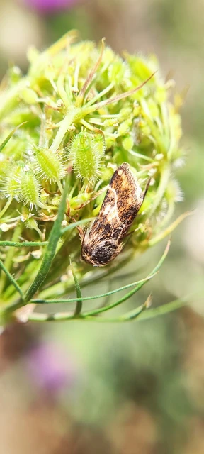 Schinia cognata - nyúlparéj-nappalibagoly