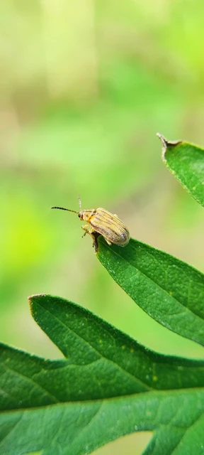 Ophraella communa - parlagfű-olajosbogár Ophraella communa - parlagfű-olajosbogár