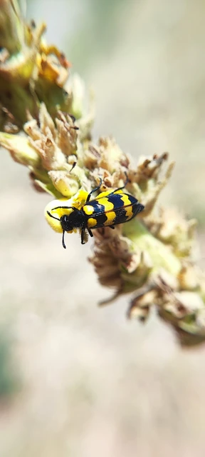 Mylabris variabilis - szalagos hólyaghúzó Mylabris variabilis - szalagos hólyaghúzó