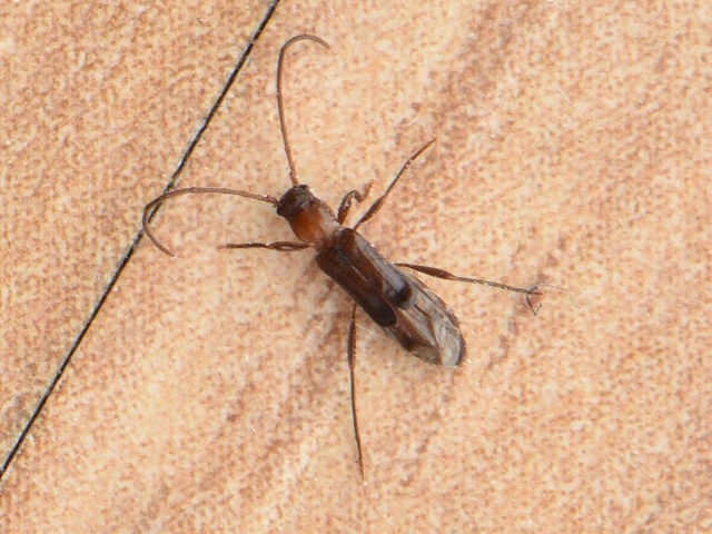 Nathrius brevipennis - kosárcincér